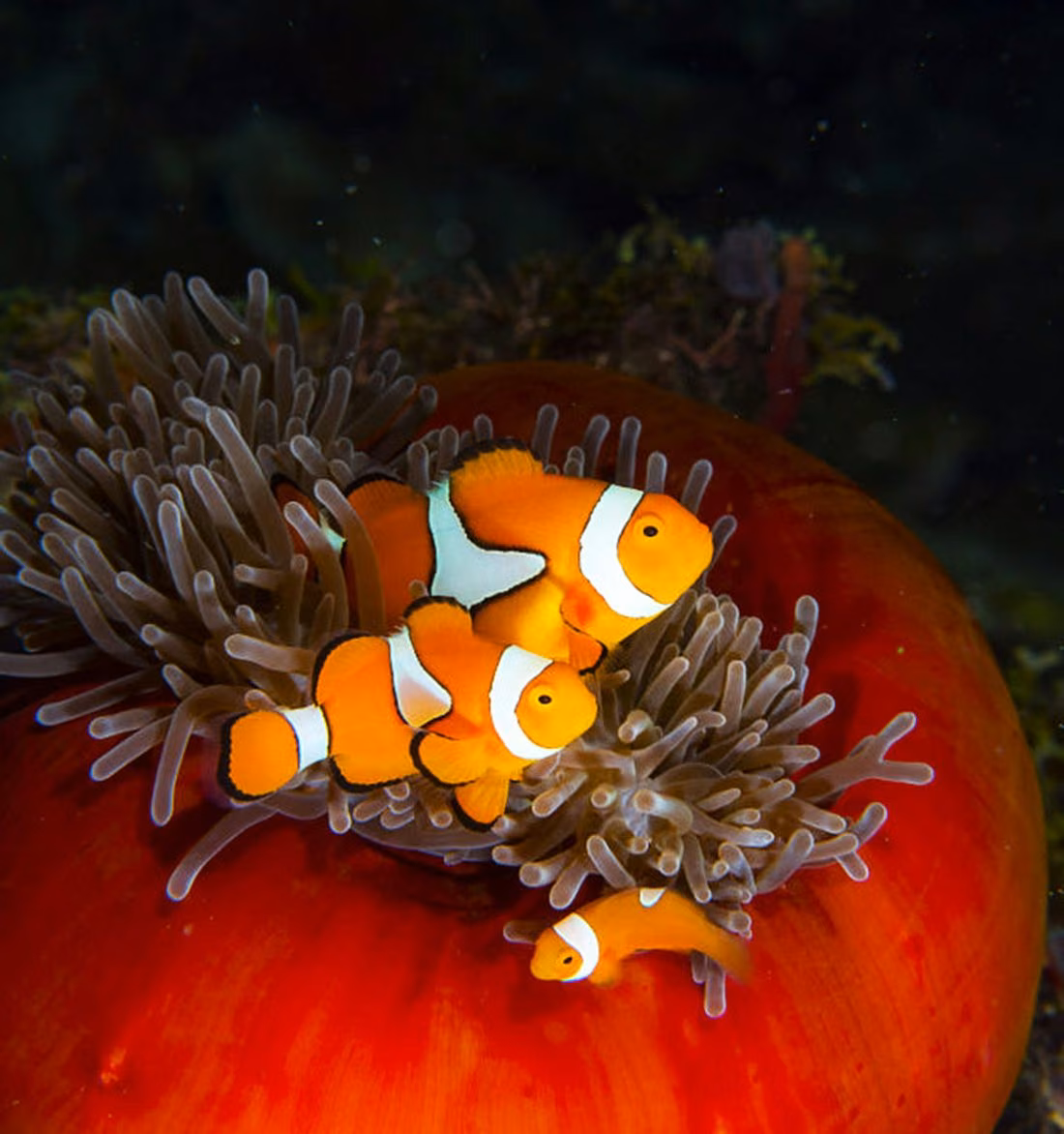 Clownfish pair in anemone